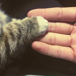 小鸟酱挑战36厘米尾巴视频大全
